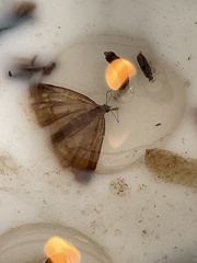 Eulithis testata