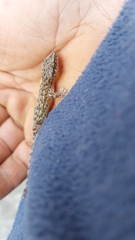 Afrogecko porphyreus