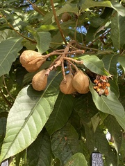 Aesculus × carnea