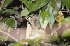 Melomys burtoni