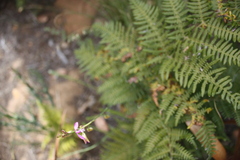 Polygala garcinii