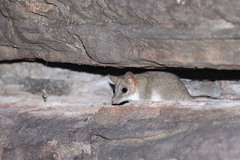 Sandstone Dibbler photo 2