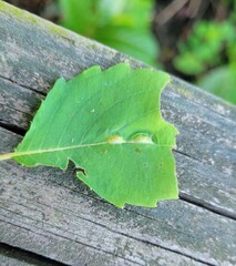 Neolasioptera impatientifolia