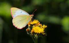 Colias palaeno
