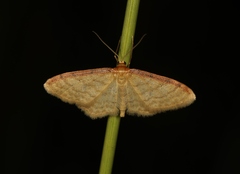 Idaea humiliata