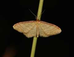 Idaea humiliata