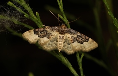 Idaea rusticata