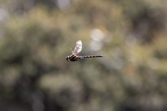 Adversaeschna brevistyla