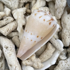 Conus mustelinus
