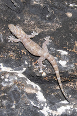 Gehyra pamela