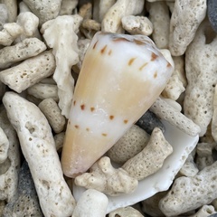 Conus mustelinus
