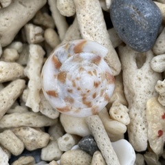 Conus mustelinus