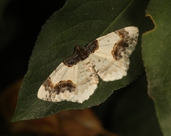 Ligdia adustata
