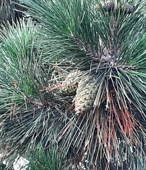 Pinus nigra