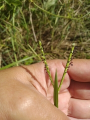 Paspalum distichum