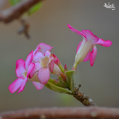 Adenium obesum