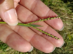 Paspalum distichum