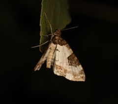 Melanthia procellata