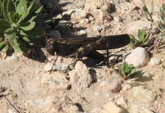 Arphia pseudonietana