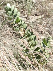 Asclepias latifolia