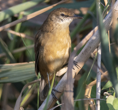 Locustella luscinioides