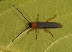 Oberea oculata