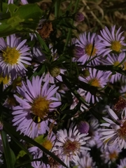 Eumenes mediterraneus