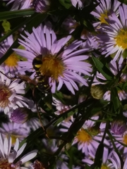 Eumenes mediterraneus