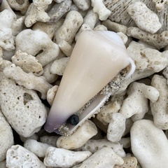 Conus emaciatus