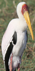 Mycteria ibis