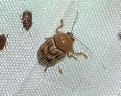 Cryptocephalus fulguratus