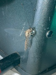 Ululodes macleayanus