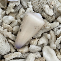 Conus emaciatus
