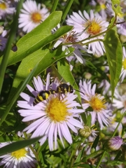 Eumenes mediterraneus
