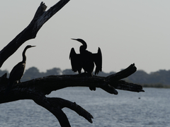 Anhinga rufa
