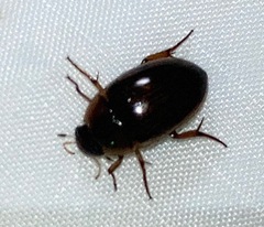 Tropisternus collaris