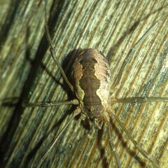 Mitopus