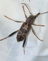 Neoclytus mucronatus
