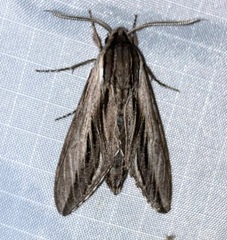 Sphinx vanbuskirki