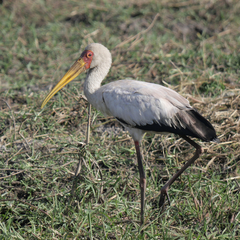 Mycteria ibis