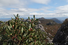 Tasmannia lanceolata