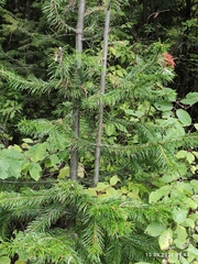 Abies sibirica