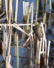 Acrocephalus australis