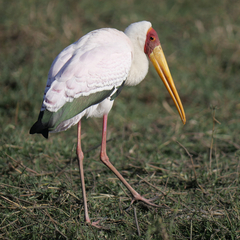 Mycteria ibis