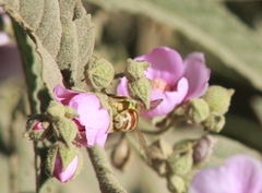 Agapostemon melliventris