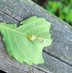 Neolasioptera impatientifolia