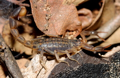 Uroplectes