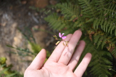 Polygala garcinii