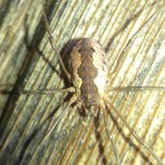 Mitopus