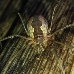 Mitopus